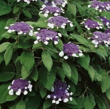 Bilde av Hydrangea asp. 'Macrophylla' 50-60cm-Spanne Plantesalg