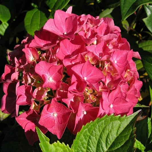 Bilde av Hydrangea m. 'Alpenglühen'-Spanne Plantesalg