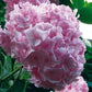 Bilde av Hydrangea m. 'Bouquet Rose'-Spanne Plantesalg