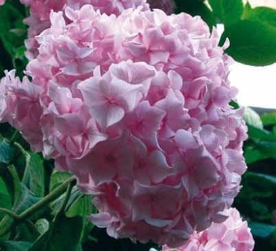 Bilde av Hydrangea m. 'Bouquet Rose'-Spanne Plantesalg