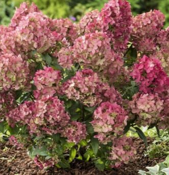 Bilde av Hydrangea pan. Petite Star-Spanne Plantesalg