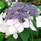 Bilde av Hydrangea m. 'Mariesii Perfecta'-Spanne Plantesalg