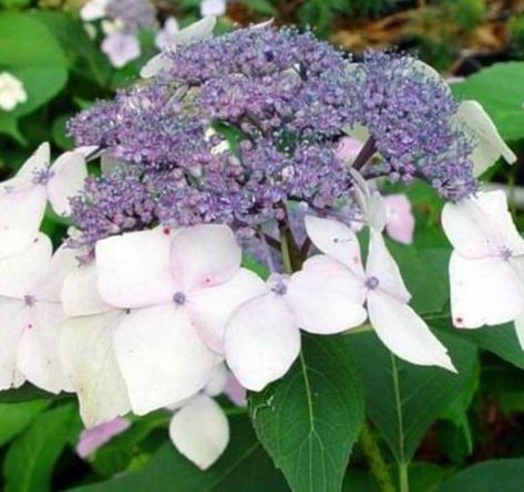 Bilde av Hydrangea m. 'Mariesii Perfecta'-Spanne Plantesalg