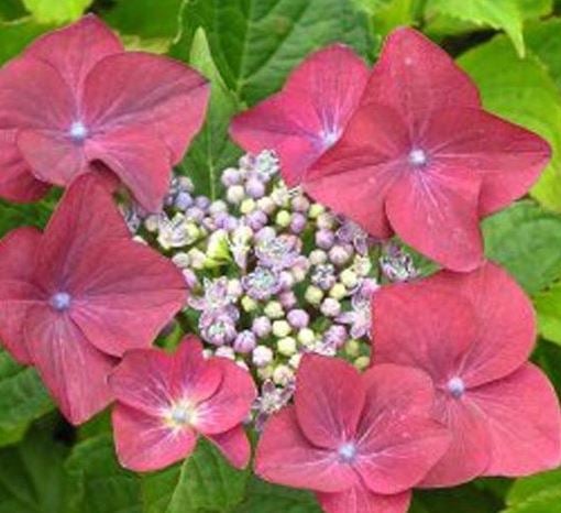 Bilde av Hydrangea m. 'Rotkehlchen'-Spanne Plantesalg