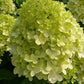 Bilde av Hydrangea pan. 'Limelight'® Stamme 60 cm-Spanne Plantesalg