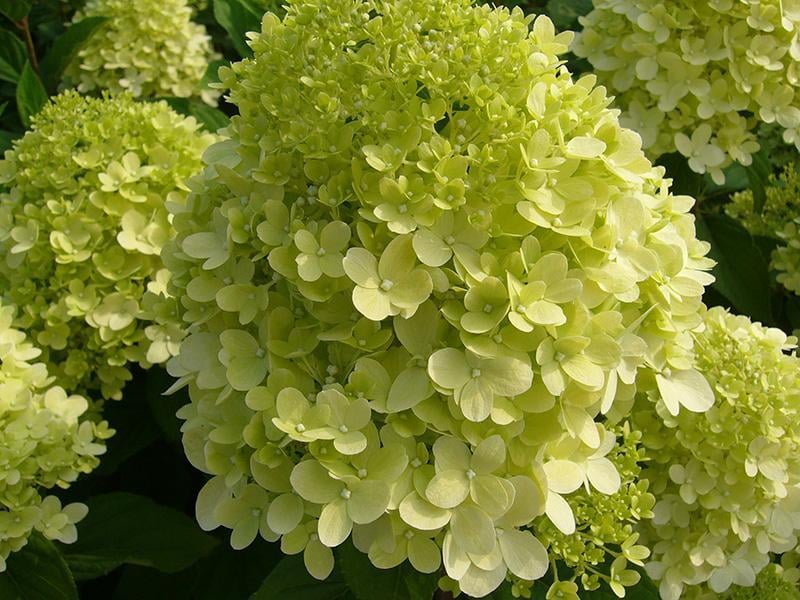 Bilde av Hydrangea pan. 'Limelight'® Stamme 60 cm-Spanne Plantesalg