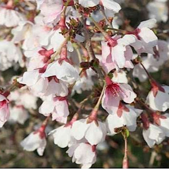 Bilde av Prunus incisa 'Kojou-no-mai' C10-Spanne Plantesalg