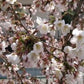 Bilde av Prunus nipponica 'Brillant'-Spanne Plantesalg