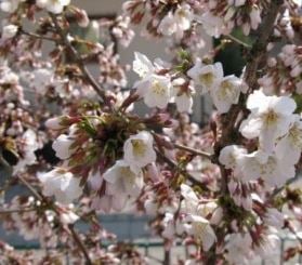 Bilde av Prunus nipponica 'Brillant'-Spanne Plantesalg