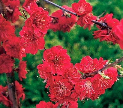 Bilde av Prunus persica 'Melred'-Spanne Plantesalg