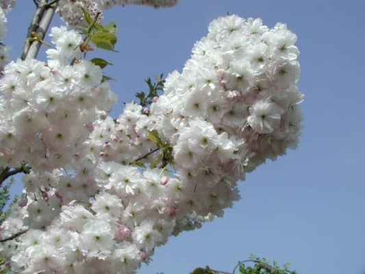 Bilde av Prunus serrulata 'Shimidsu'-Spanne Plantesalg