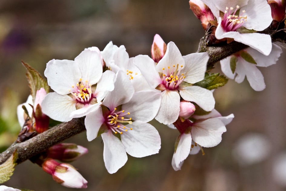 Bilde av Prunus tomentosa-Spanne Plantesalg