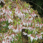 Bilde av Prunus yedoensis 'Ivensii'-Spanne Plantesalg