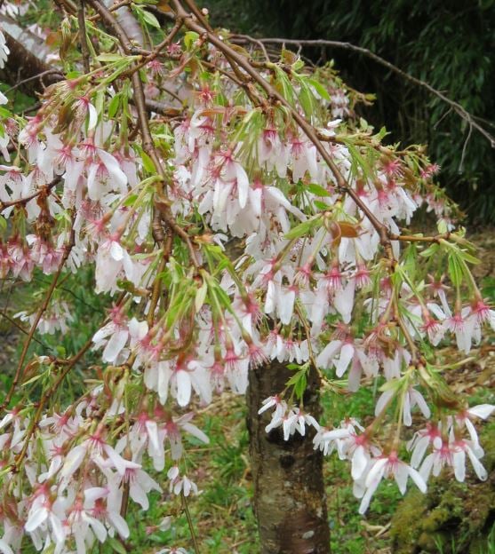 Bilde av Prunus yedoensis 'Ivensii'-Spanne Plantesalg