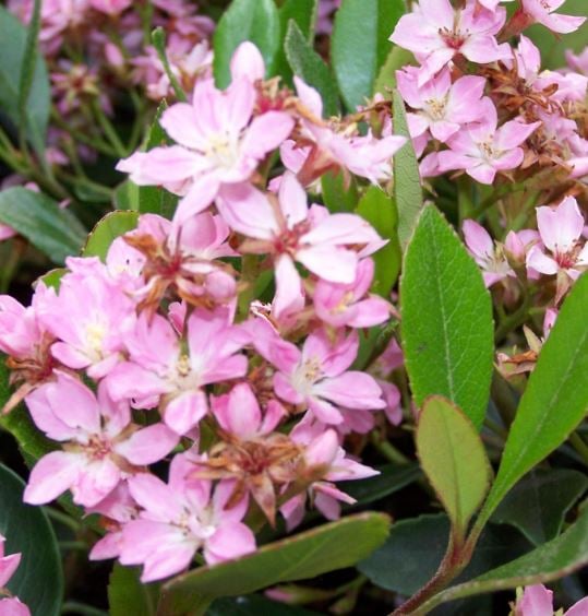 Bilde av Rhaphiolepis indica 'Pink Cloud'-Spanne Plantesalg