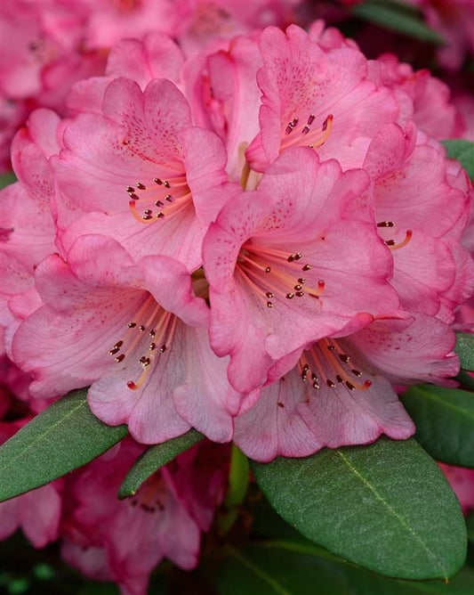 Bilde av Rhododendron 'Wine and Roses' ®-Spanne Plantesalg