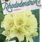 Bilde av Rhododendron (DR) 'Saffrano'-Spanne Plantesalg