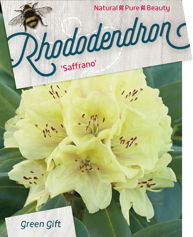 Bilde av Rhododendron (DR) 'Saffrano'-Spanne Plantesalg