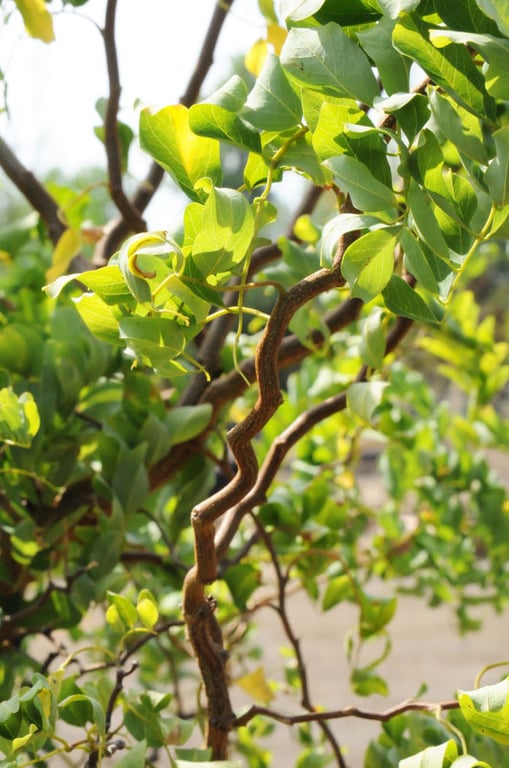 Bilde av Robinia 'Twisty Baby'-Spanne Plantesalg