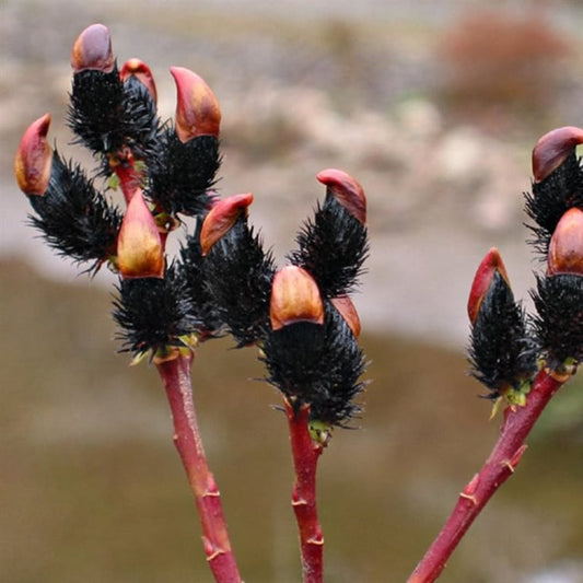 Bilde av Salix gracilistyla 'Melanostachys'-Spanne Plantesalg