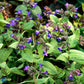 Bilde av Pulmonaria ang. 'Azurea'-Spanne Plantesalg