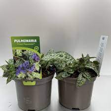 Bilde av PULMONARIA TREVI FOUNTAIN®-Spanne Plantesalg