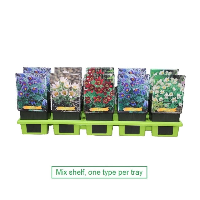 Bilde av Pulsatilla Vulgaris-Spanne Plantesalg