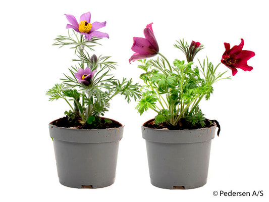 Bilde av PULSATILLA VULGARIS-Spanne Plantesalg