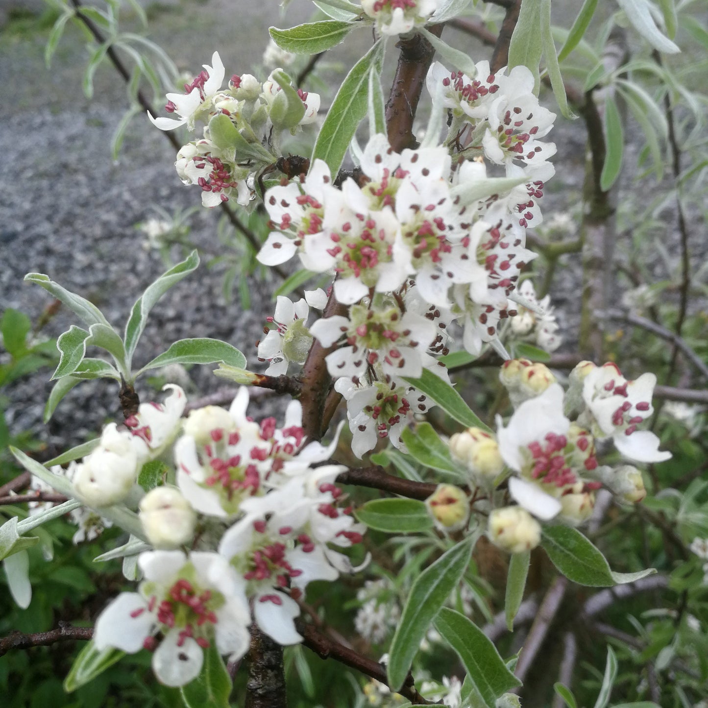 Bilde av Pyrus salicifolia DIS®('Epldis')-Spanne Plantesalg