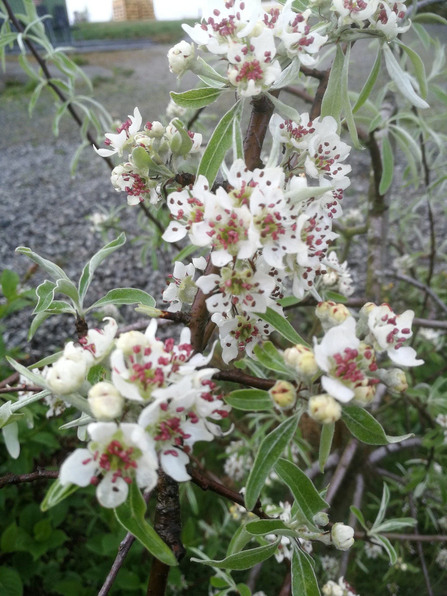 Bilde av Pyrus salicifolia DIS®('Epldis')-Spanne Plantesalg
