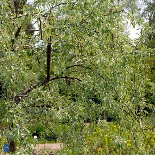 Bilde av Pyrus salicifolia DIS®('Epldis')-Spanne Plantesalg