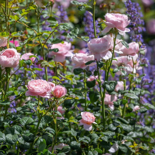 Bilde av Queen of Sweden-Spanne Plantesalg