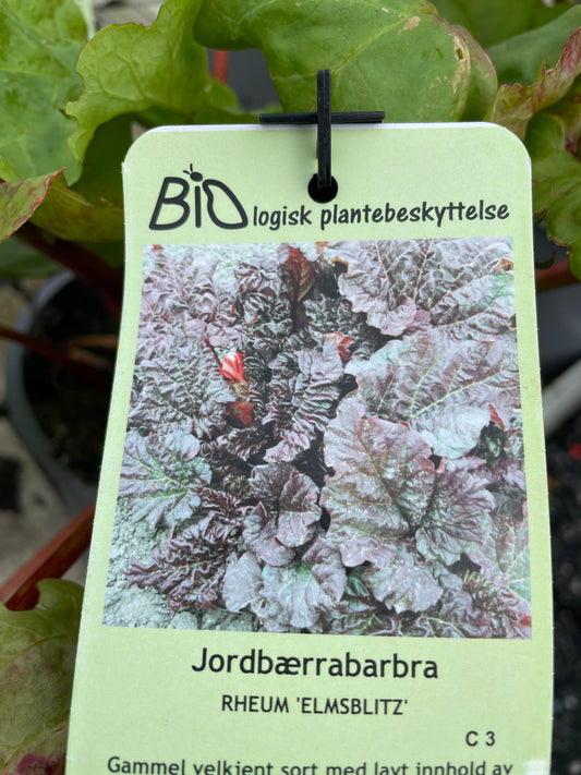 Bilde av RABARBRA 'Elmsblitz' C3-Spanne Plantesalg