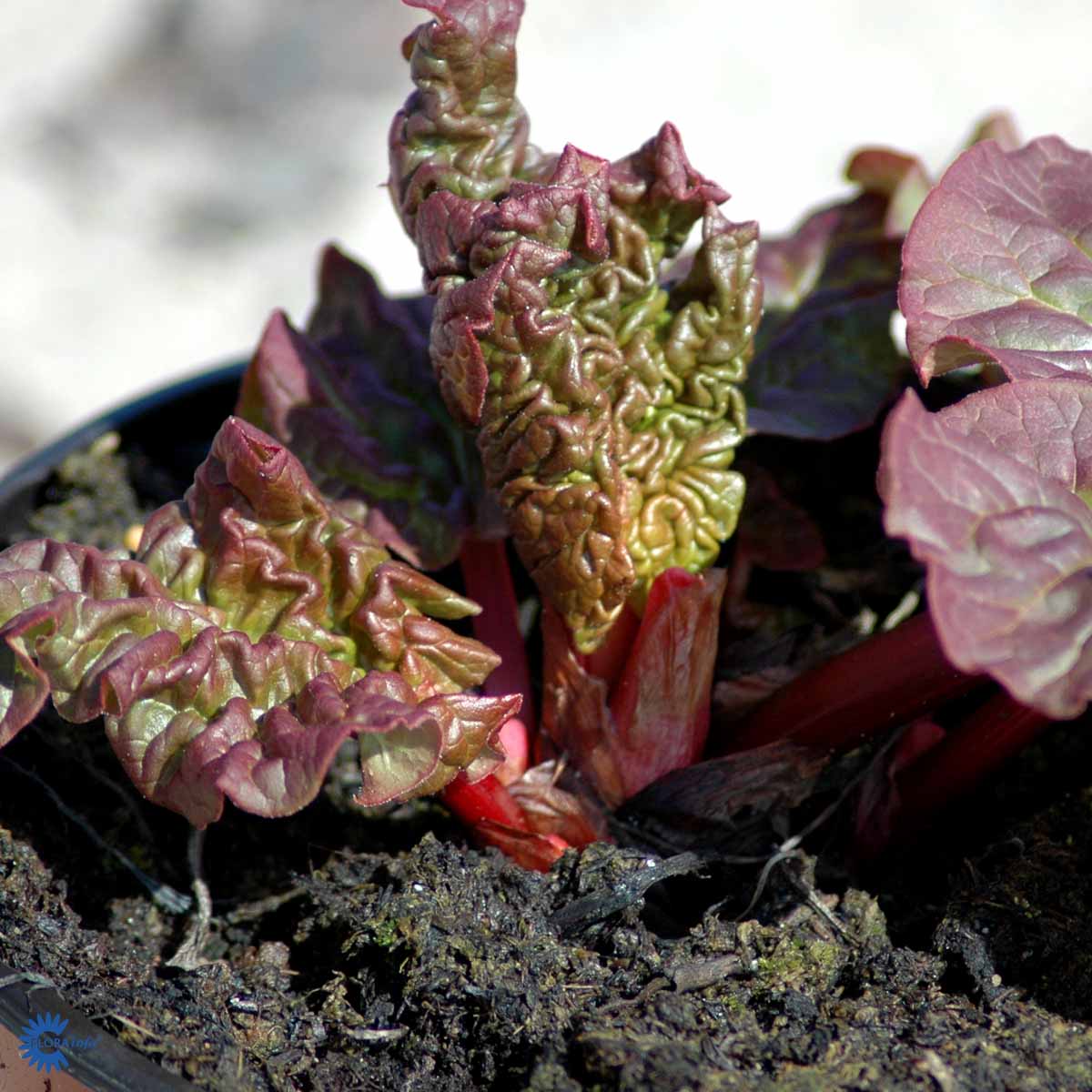 Bilde av Rheum rh. 'Fultons Strawberry Surprise'-Spanne Plantesalg