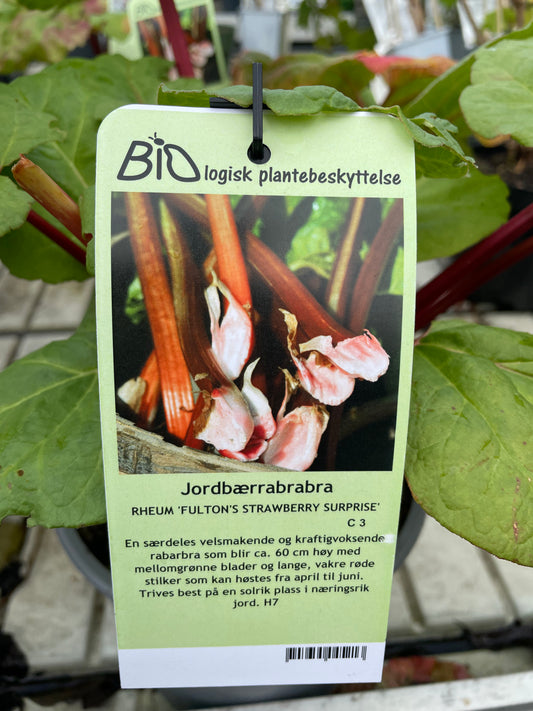 Bilde av RABARBRA 'Fultons Strawb. Surprise' C3-Spanne Plantesalg
