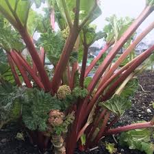 Bilde av RABARBRA 'LIVINGSTONE'-Spanne Plantesalg