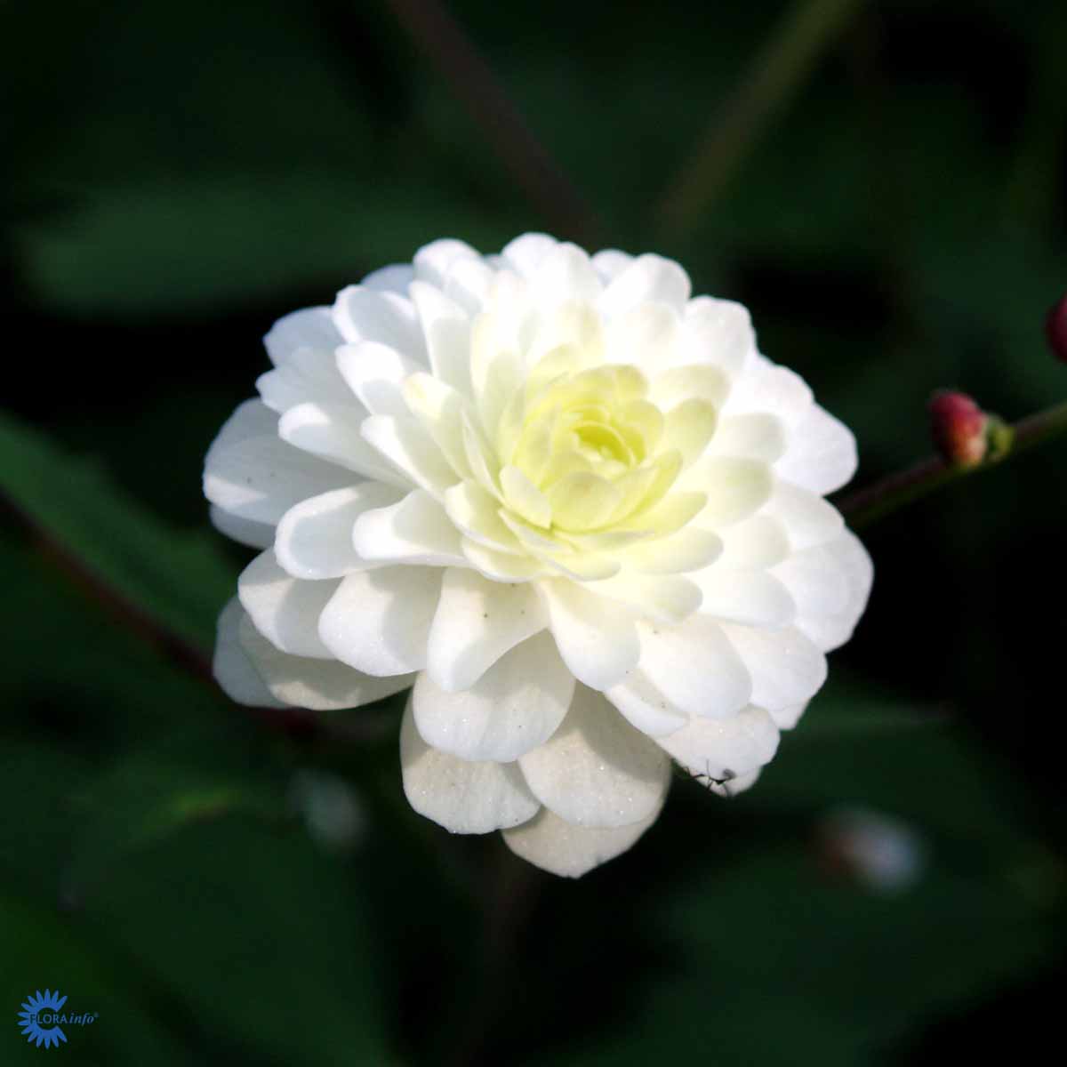 Bilde av Ranunculus aconitifolius 'Pleniflorus'-Spanne Plantesalg