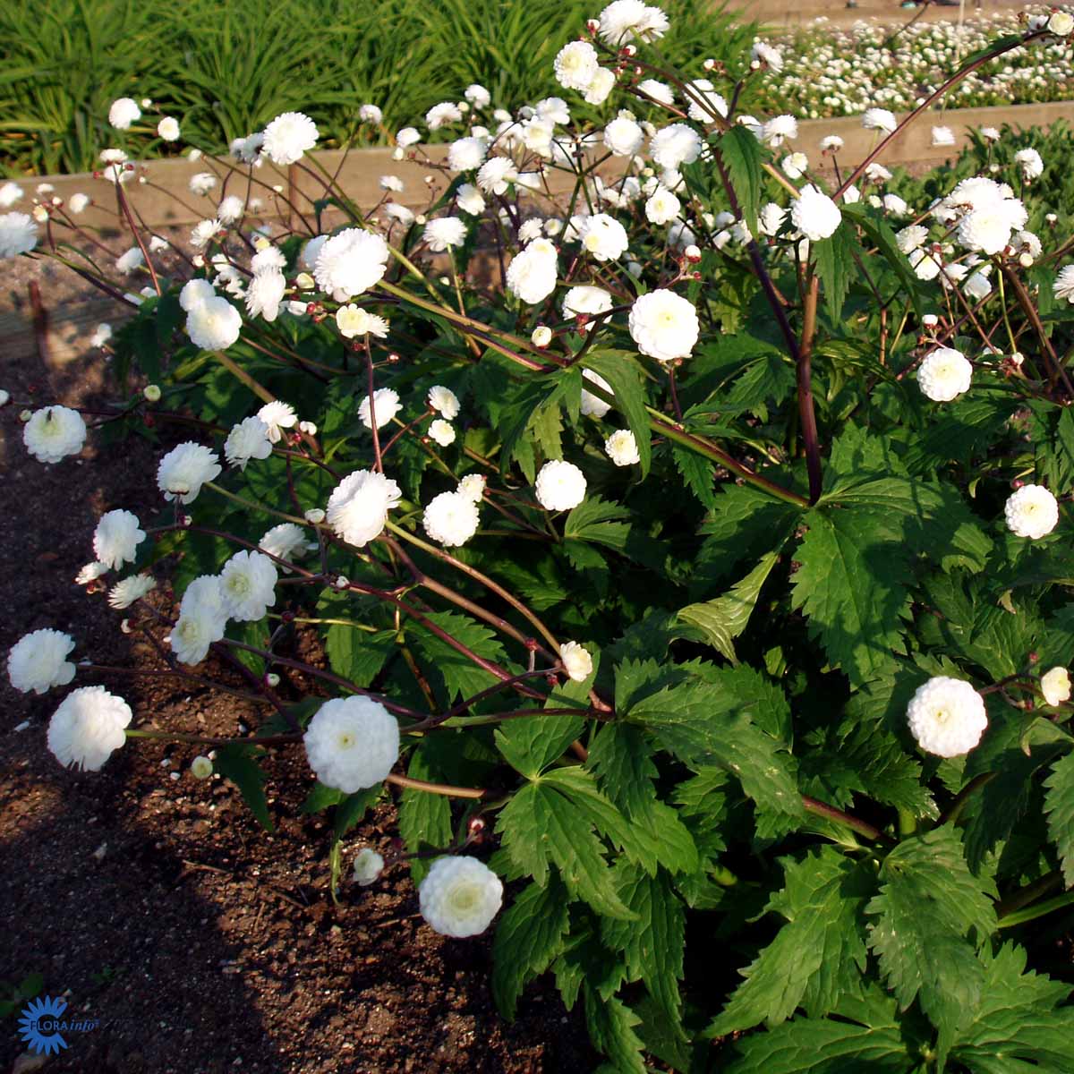Bilde av Ranunculus aconitifolius 'Pleniflorus'-Spanne Plantesalg