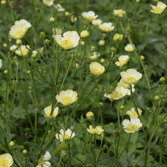 Bilde av Ranunculus acris 'Sulphureus'-Spanne Plantesalg