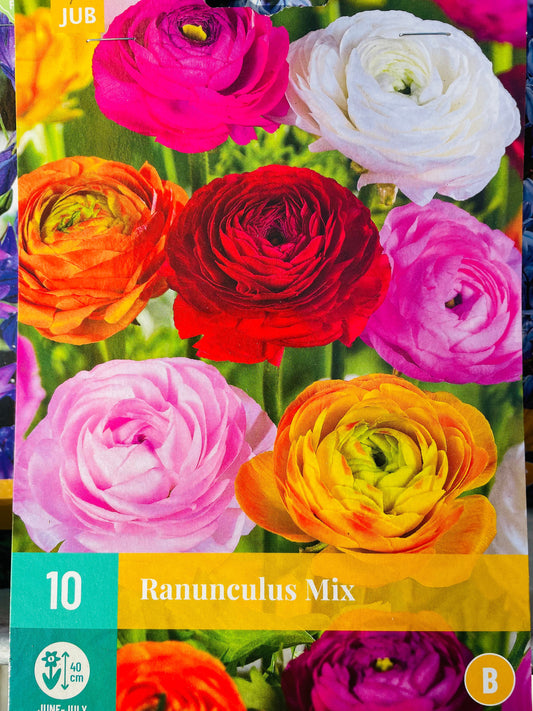 Bilde av RANUNCULUS MIX 10-Spanne Plantesalg