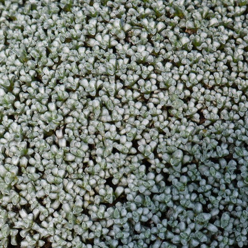Bilde av Raoulia australis-Spanne Plantesalg