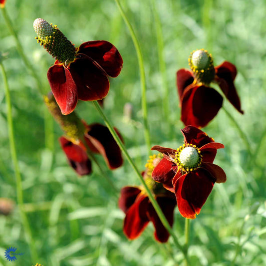 Bilde av Ratibida columnifera pulcherrima-Spanne Plantesalg