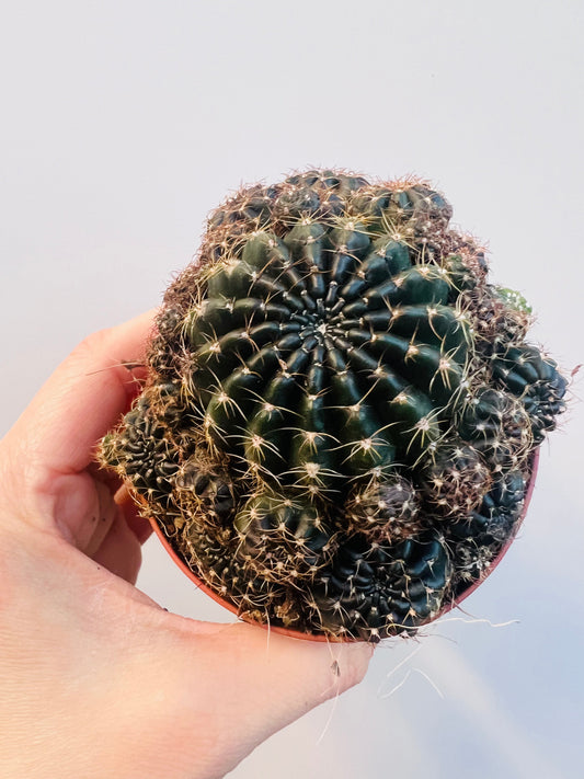 Bilde av Rebutia brunneoradicta 8 cm potte-Spanne Plantesalg