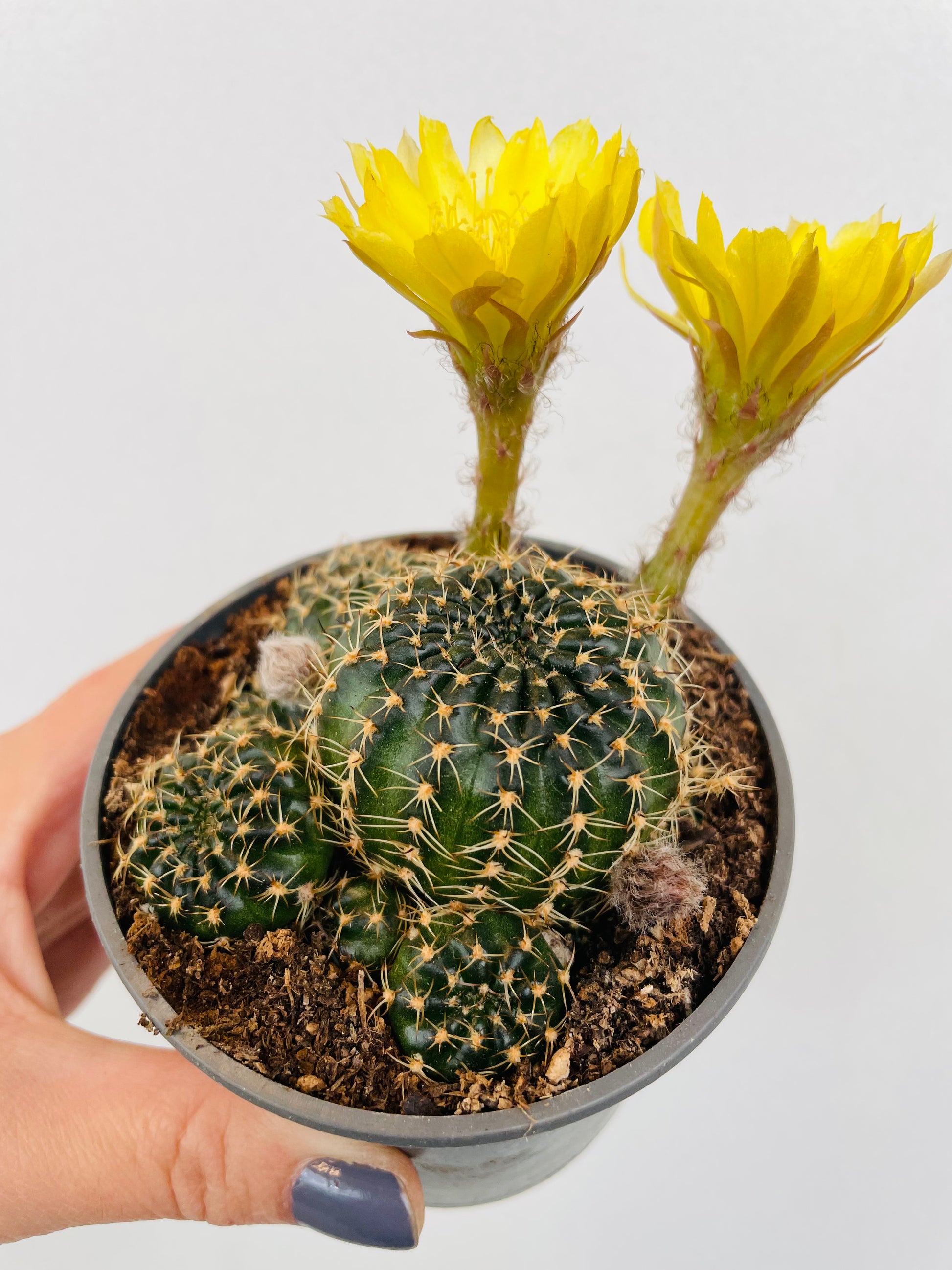 Bilde av Rebutia grandiflora-Spanne Plantesalg