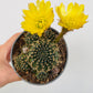 Bilde av Rebutia grandiflora-Spanne Plantesalg