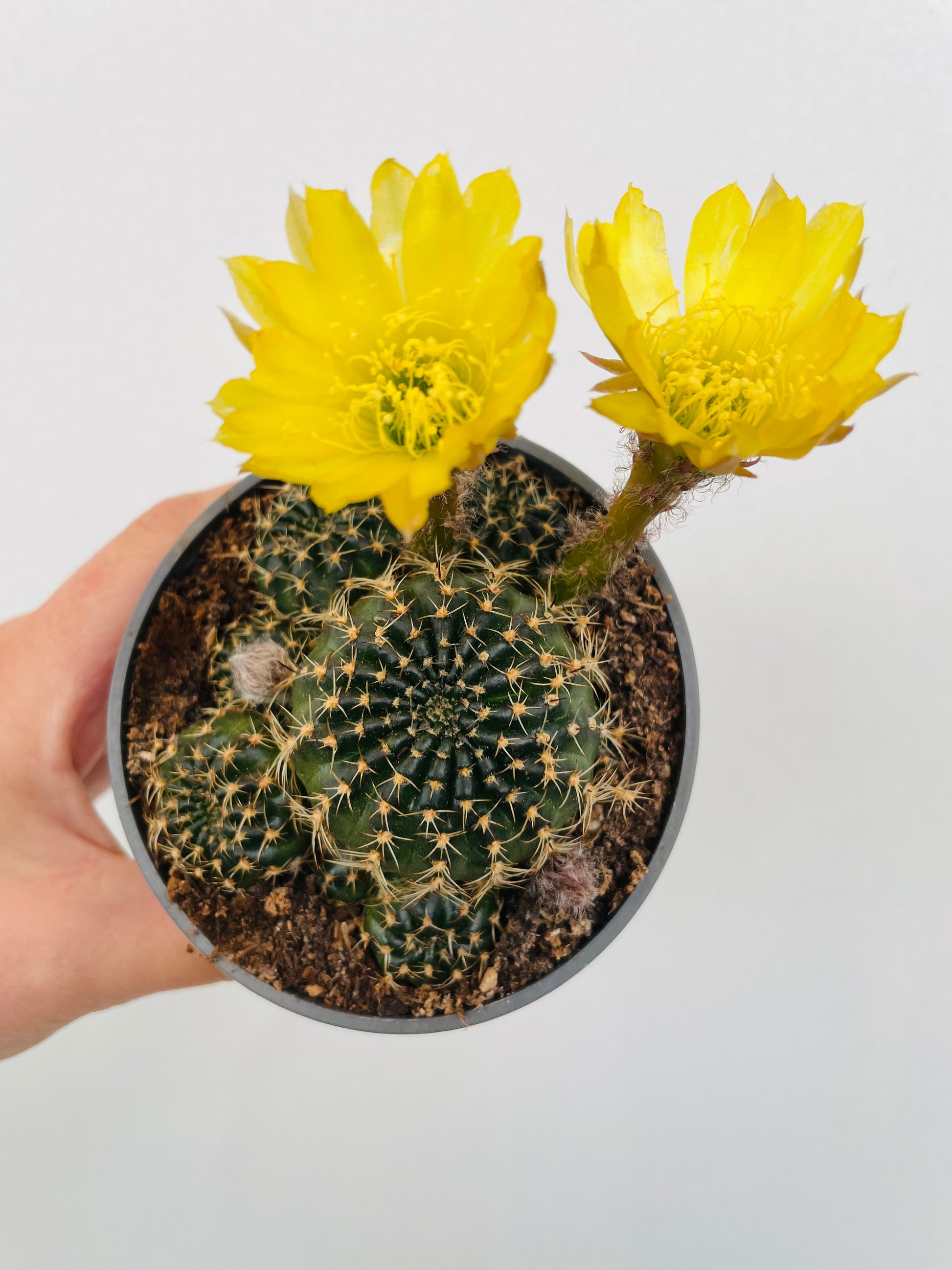 Bilde av Rebutia grandiflora-Spanne Plantesalg