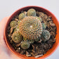 Bilde av Rebutia heliosa var.condorensis 8 cm potte-Spanne Plantesalg