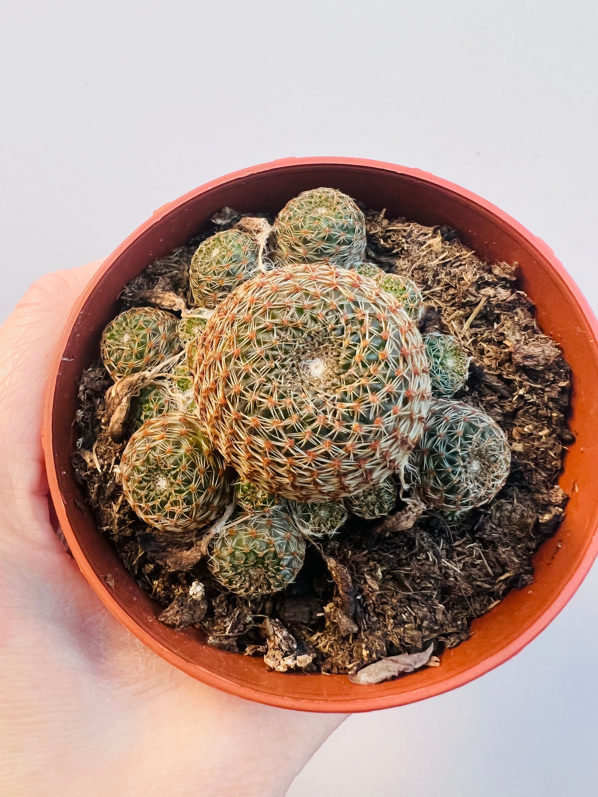 Bilde av Rebutia heliosa var.condorensis 8 cm potte-Spanne Plantesalg