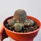 Bilde av Rebutia heliosa var.condorensis 8 cm potte-Spanne Plantesalg