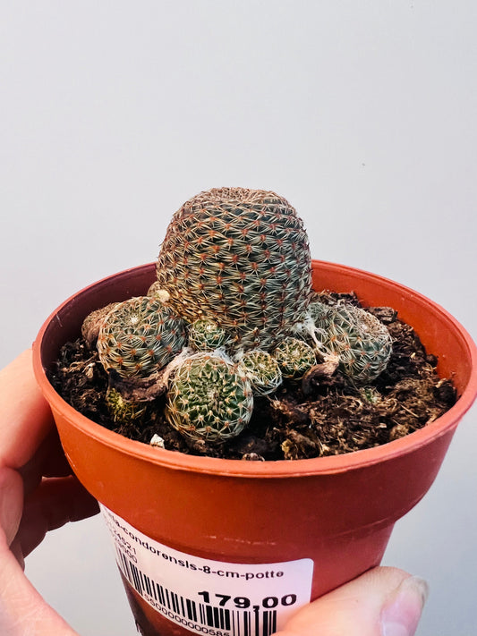 Bilde av Rebutia heliosa var.condorensis 8 cm potte-Spanne Plantesalg